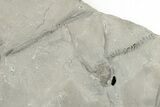 Plate Of Crinoids (Dimerocrinus) & Graptolites - New York #203137-3